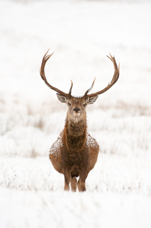 Red deer stag (Cervus elaphus) on open moorland in snow, Cairngorms National Park, Scotland, UK